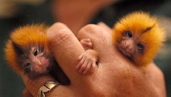 Shangrala's Finger Monkeys