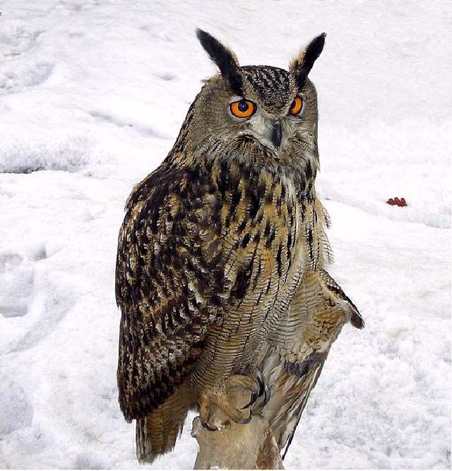 Shangrala's Great Horned Owls