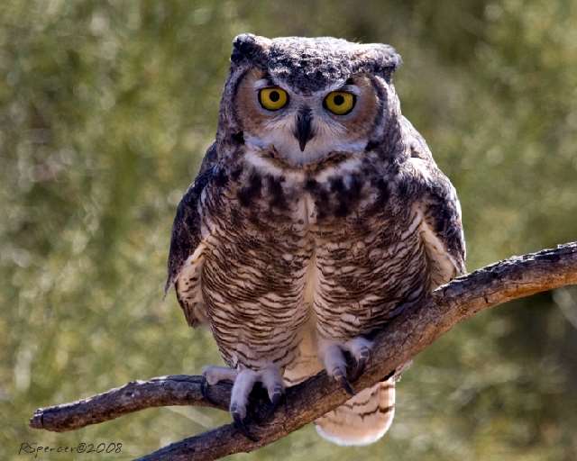 Shangrala's Great Horned Owls