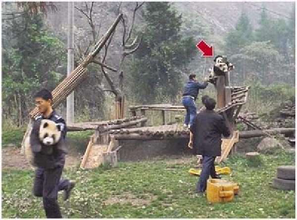 Shangrala's Pandas After The Earthquake