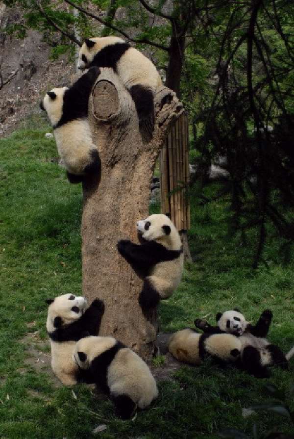 Shangrala's Pandas After The Earthquake
