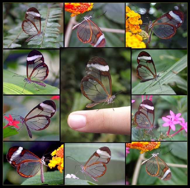 Shangrala's Transparent Butterfly