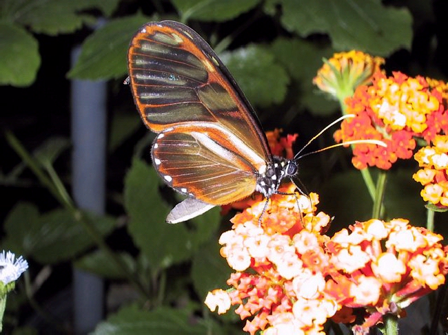Shangrala's Transparent Butterfly