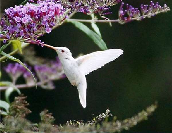 Shangrala's Albino Hummingbird