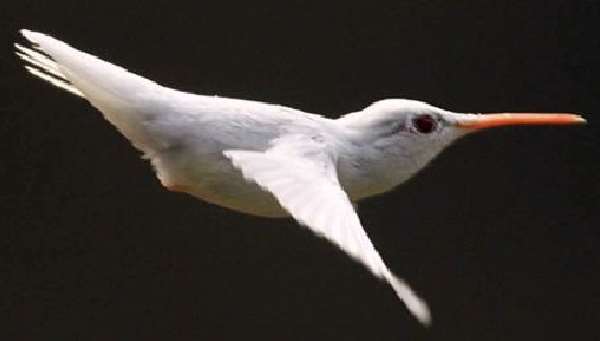 Shangrala's Albino Hummingbird