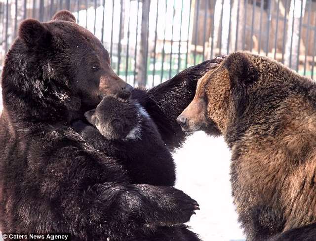 Shangrala's The Real Three Bears