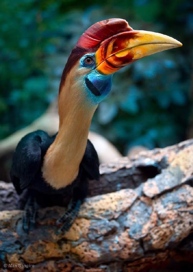 Shangrala's Colorful Birds 2