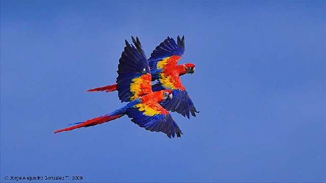 Shangrala's Colorful Birds 2