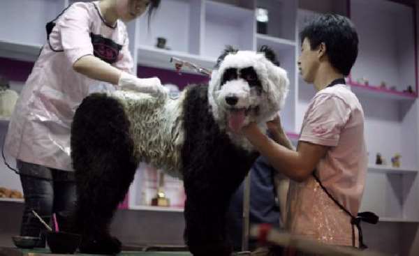 Shangrala's China's Craze For Dogs