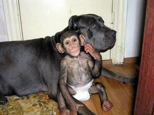 Shangrala's Adopted Chimp