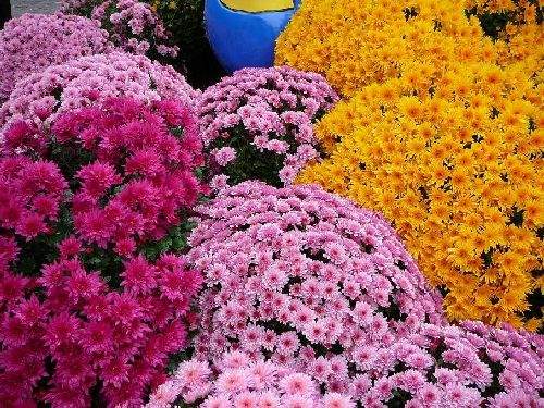 Shangrala's Germany's Chrysanthemum Festival