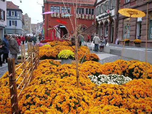 Shangrala's Germany's Chrysanthemum Festival