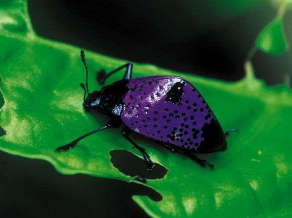 Shangrala's Pretty Bugs