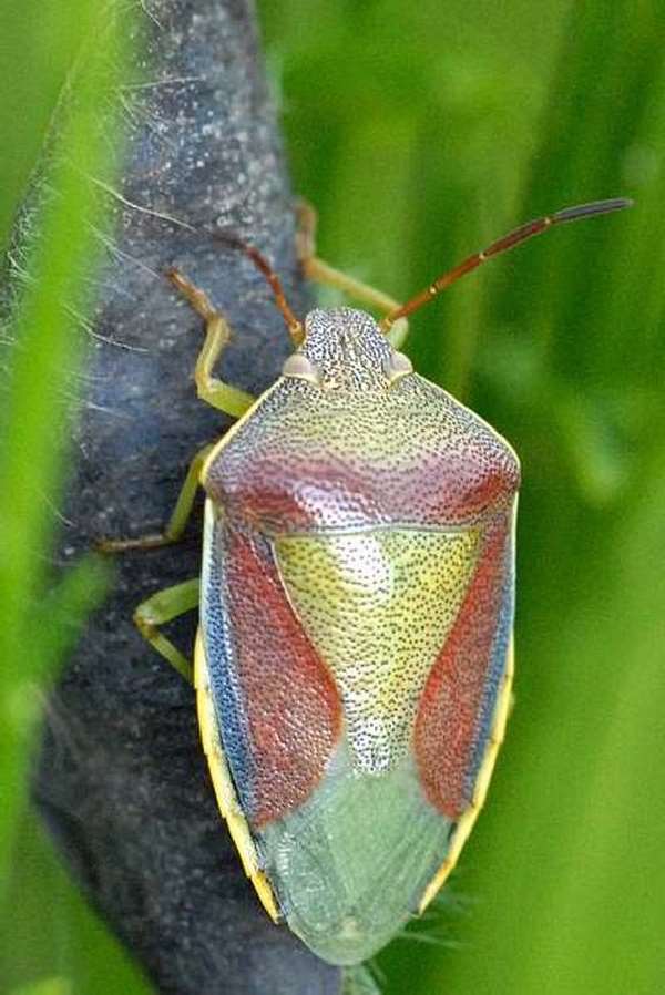 Shangrala's Pretty Bugs