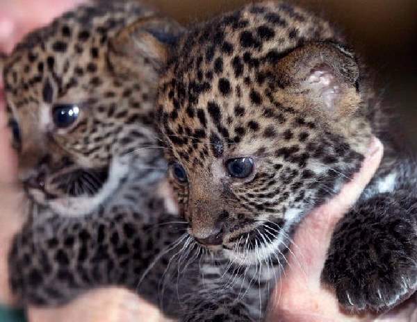 Shangrala's Tierpark Leopard Cubs