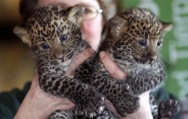 Shangrala's Tierpark Leopard Cubs