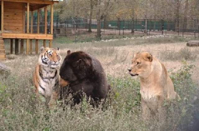 Shangrala's Friends: Lion, Tiger And Bear