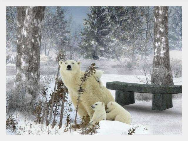 Shangrala's Polar Bear Cubs