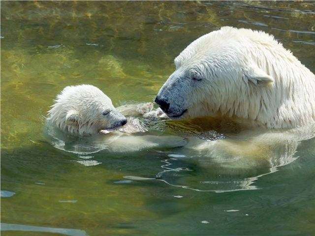 Shangrala's Polar Bear Cubs
