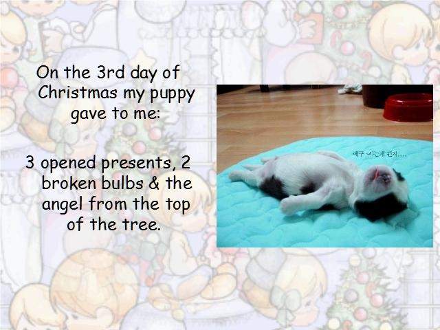 Shangrala's Puppy Days Of Christmas