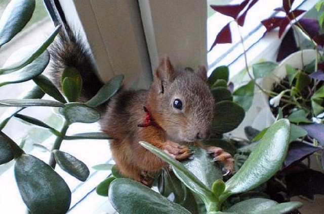 Shangrala's Rescued Squirrel