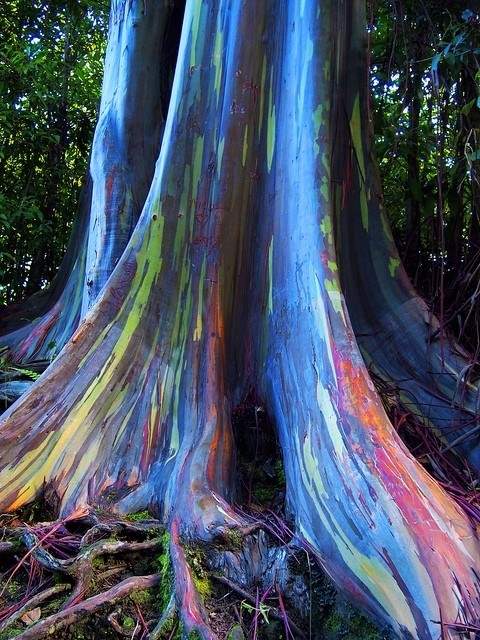 Shangrala's Rainbow Eucalyptus Tree