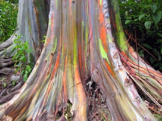 Shangrala's Rainbow Eucalyptus Tree