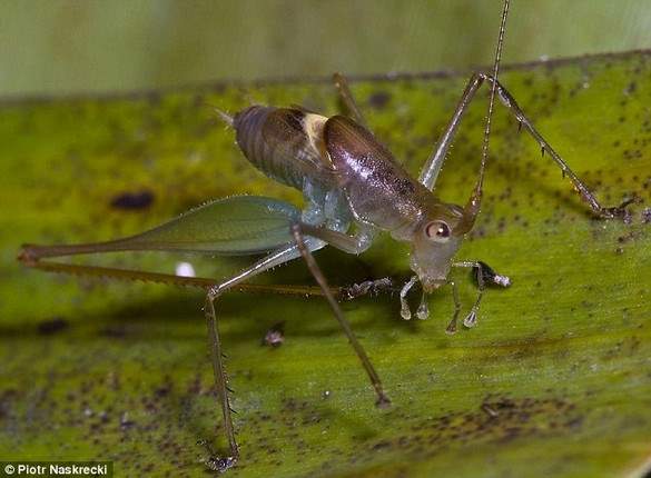 Shangrala's Scientists Unveil New Species