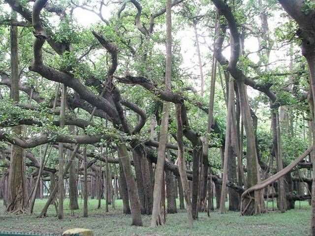 Shangrala's Great Banyan Tree