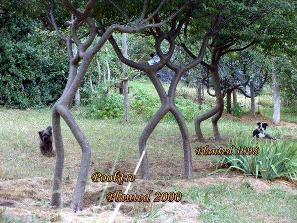 Shangrala's Fantasy Trees
