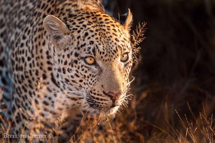 Shangrala's In The Wild With Brendon Cremer