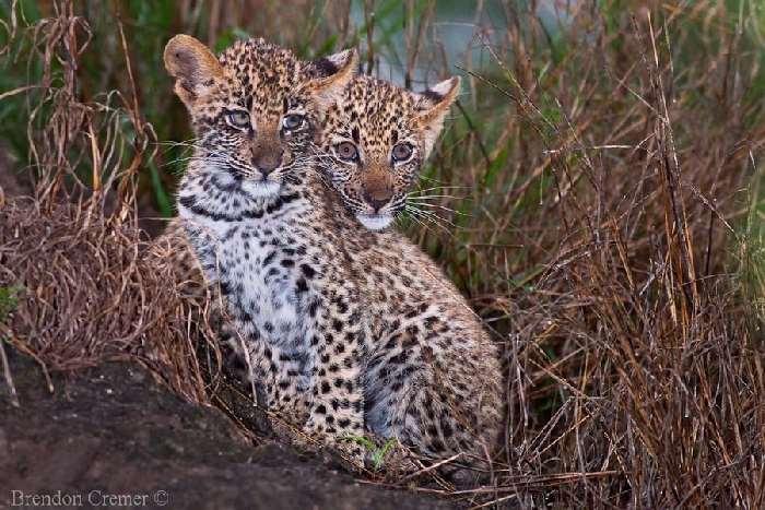 Shangrala's In The Wild With Brendon Cremer