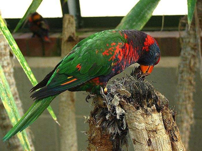 Shangrala's Colorful Birds 3