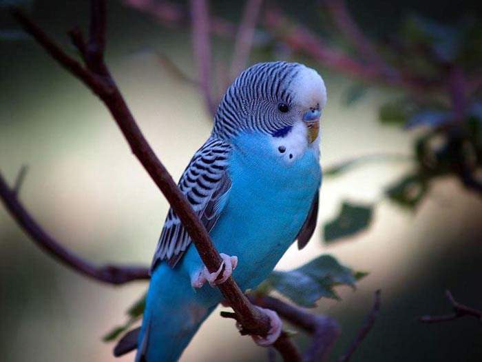 Shangrala's Colorful Birds 3