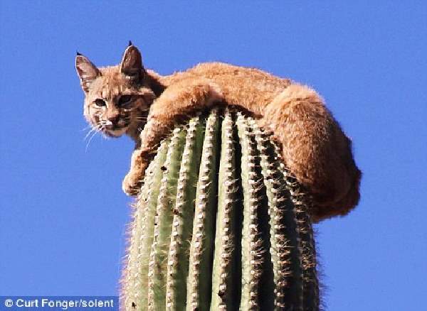 Shangrala's Bobcat On A Cactus