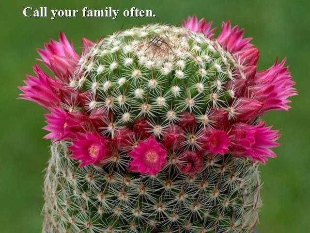 Shangrala's Beautiful Cactus Blooms