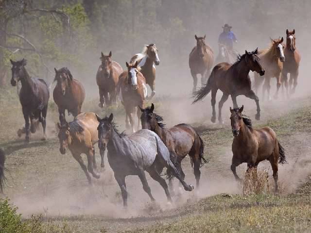 Shangrala's Running Horses