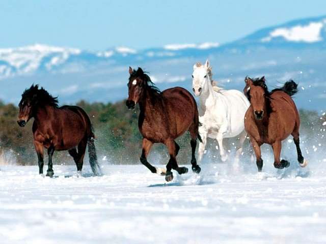 Shangrala's Running Horses