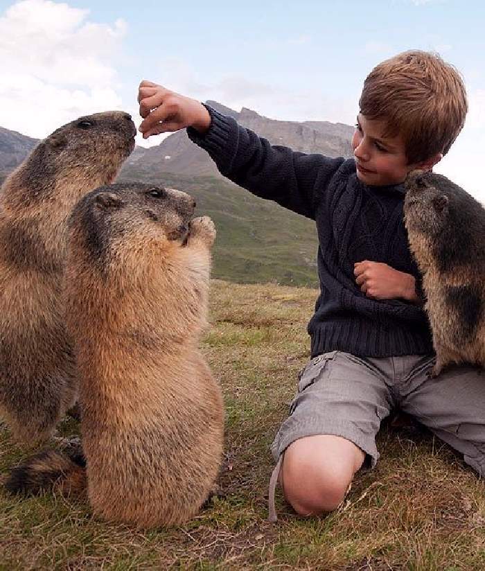 Shangrala's Matteo And The Marmots