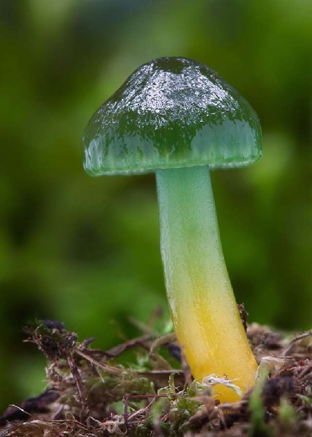 Shangrala's Most Beautiful Mushrooms