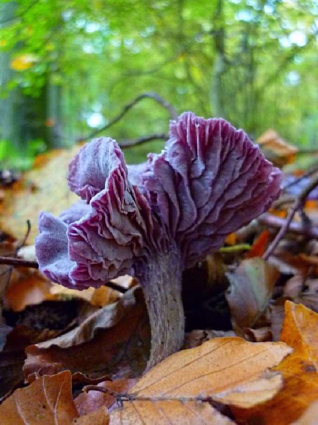 Shangrala's Most Beautiful Mushrooms