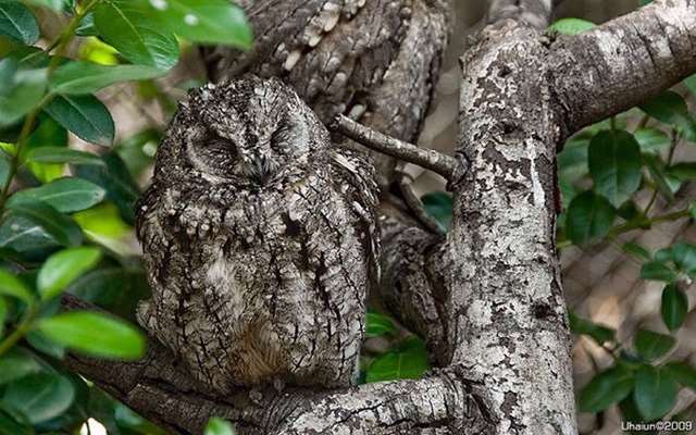Shangrala's Owls In Camouflage