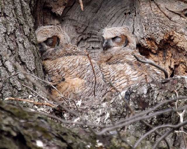 Shangrala's Owls In Camouflage