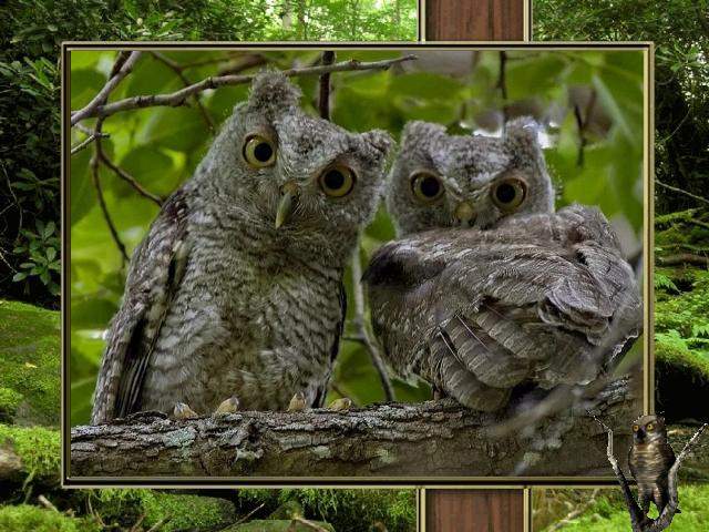 Shangrala's Owl Lovers