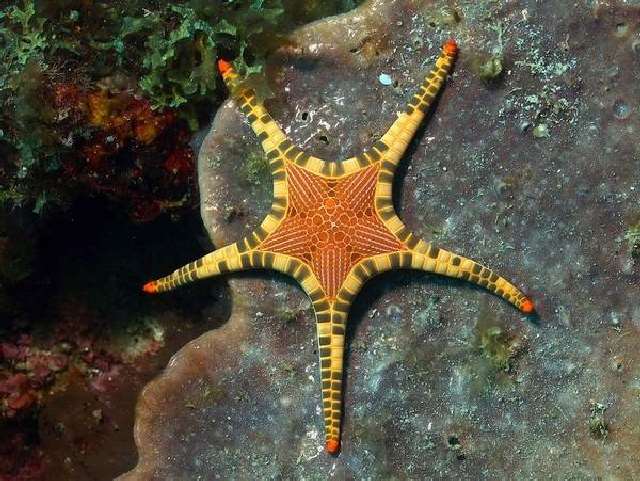 Shangrala's Beautiful Starfish