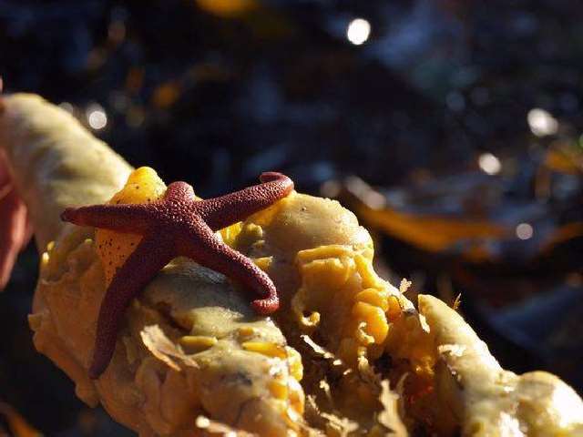 Shangrala's Beautiful Starfish