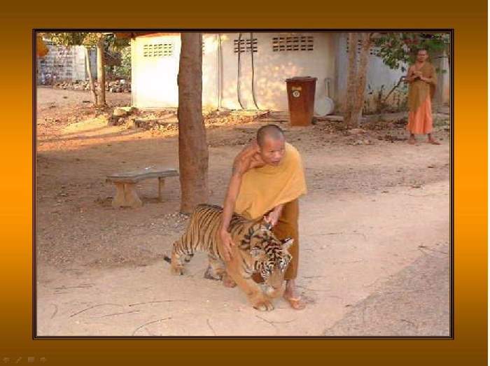Shangrala's Thailand's Tigers 2