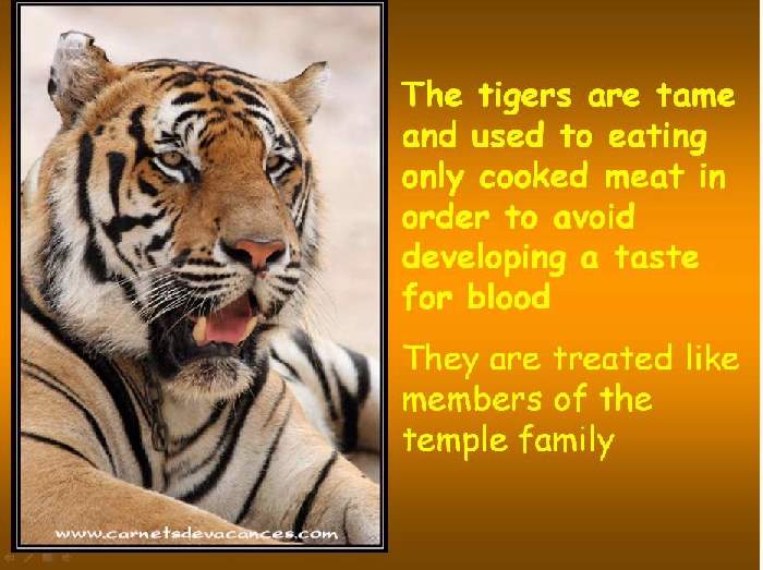 Shangrala's Thailand's Tigers 2