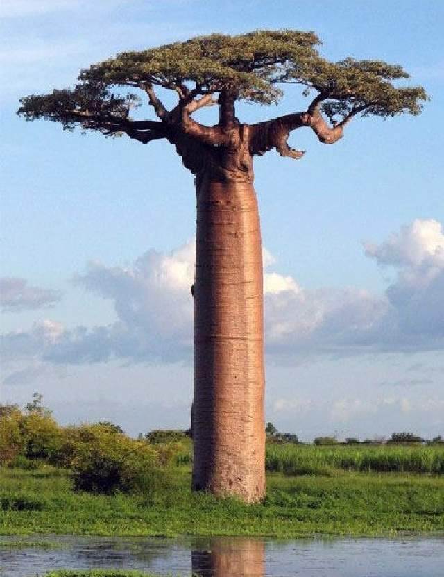 Shangrala's Big Baobab Tree