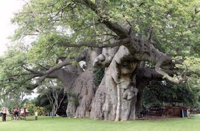 Shangrala's Big Baobab Tree